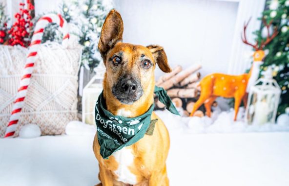 Spud Jerry Green Dog Rescue