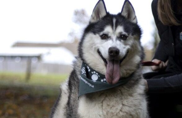 Loki Jerry Green Dog Rescue