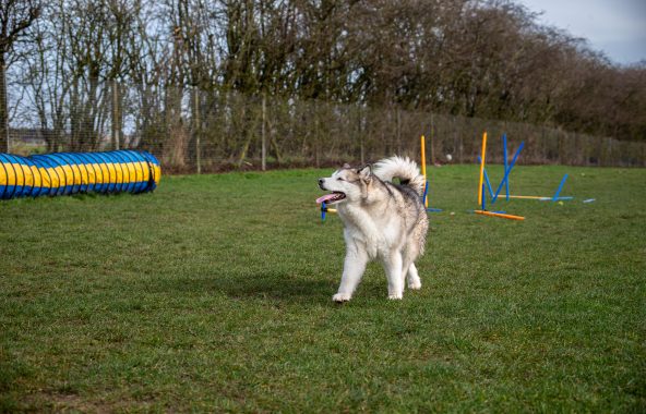 Dog playing outside