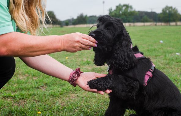 Dog receiving treat