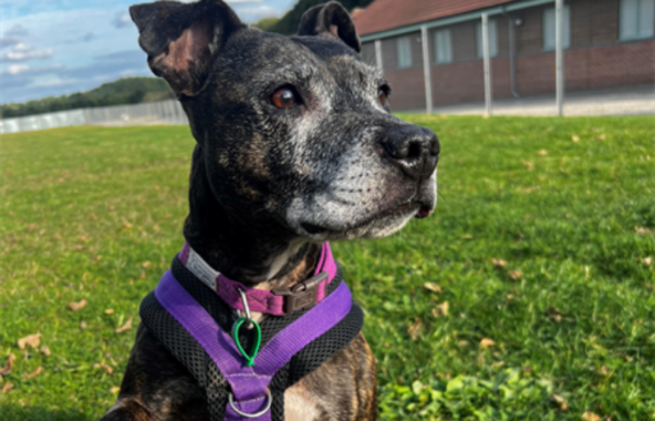 A picture of Darcy, a senior Staffordshire Bull Terrier looking sideways on in the grass.