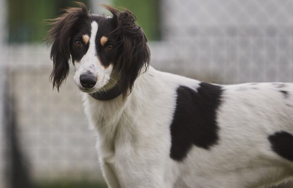 Dog outside