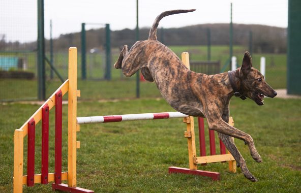 Dog jumping