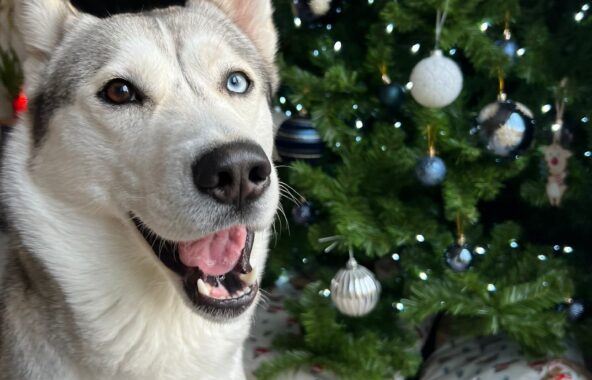 Photo of a happy rehomed husky sat in front of a Christmas tree