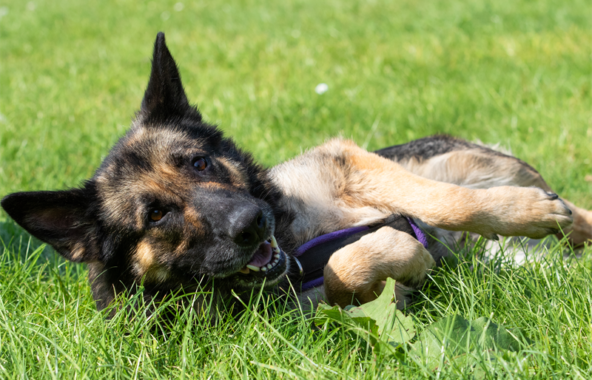 German Shepherd dog laying in grass