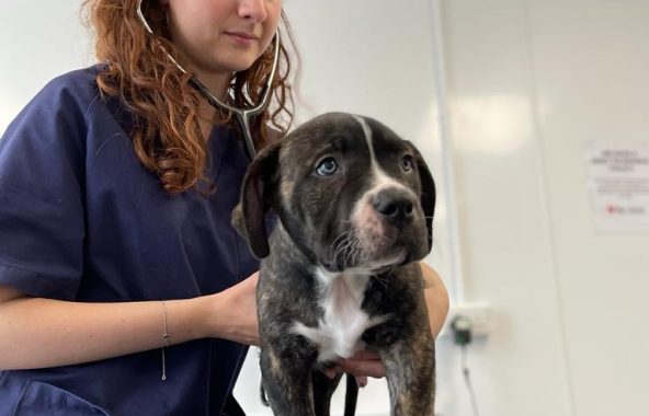 Dog at vets