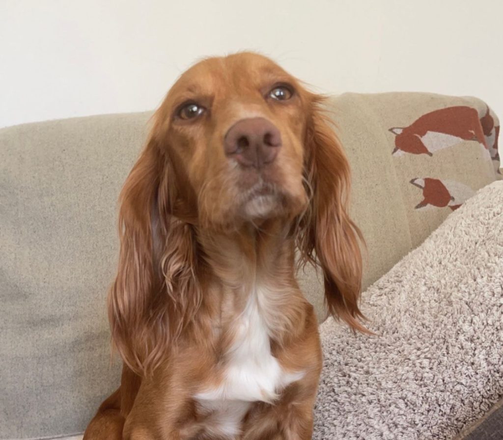 Dog sat on sofa