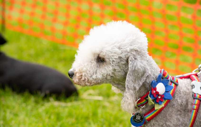 Bedlington terrier wearing rainbow and flower collar looking to the left with orange fence behind