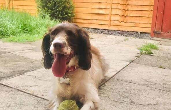 A rehomed sprocker spaniel called Luna sitting in the garden