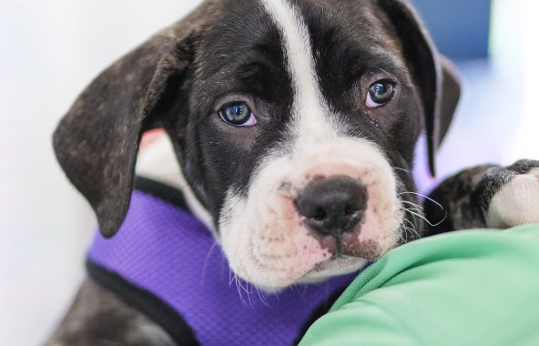 Dog being held