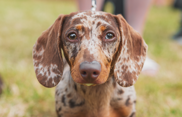 Dog on lead