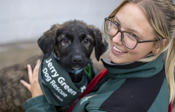 Person petting dog