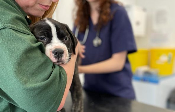 Dog at vets