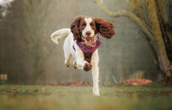 Brown and white cocker spaniel running looking at camera wearing purple harness