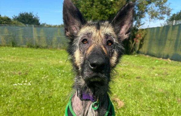 Malnourished German Shepherd sat in grass