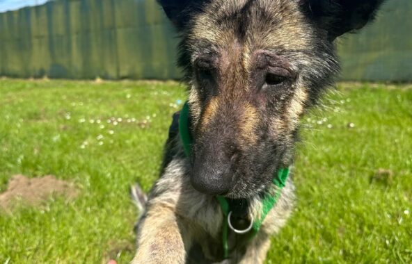 Malnourished German Shepherd sat in grass