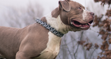 XL Bully