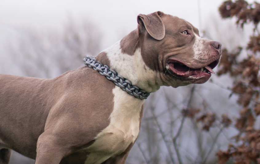 XL Bully