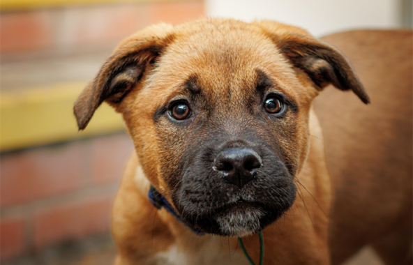 Tan cross breed puppy looking directly at camera