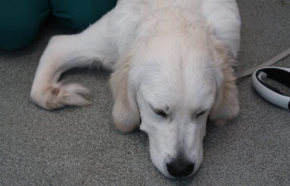 Goose laying on the floor, with his deformed paw visible.