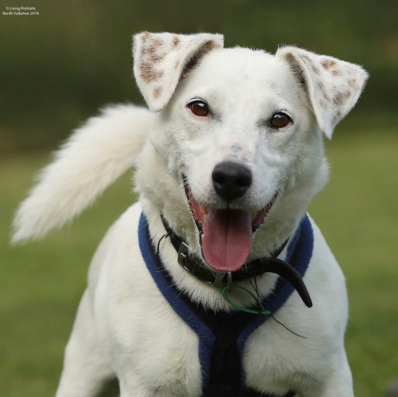 Dan at Jerry Green Dog Rescue