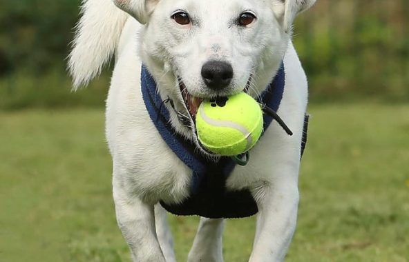 Dan at Jerry Green Dog Rescue
