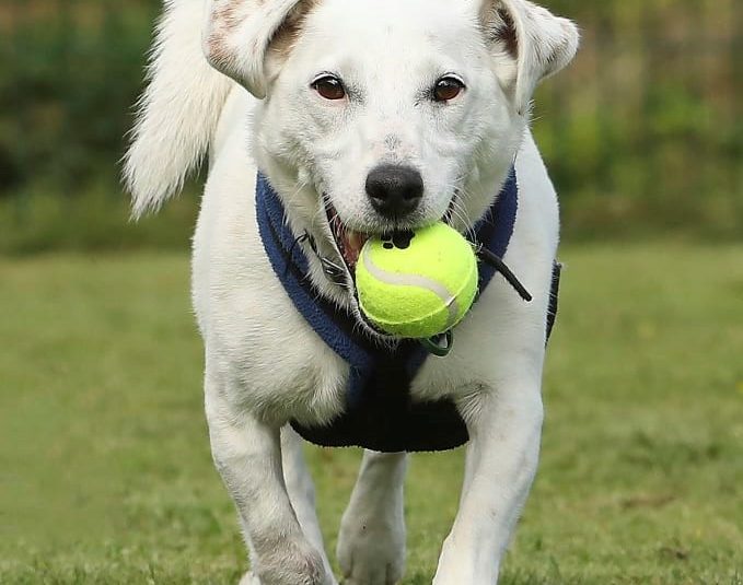 Dan at Jerry Green Dog Rescue