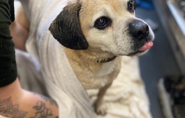 A small blonde and brown dog being dried with a towel