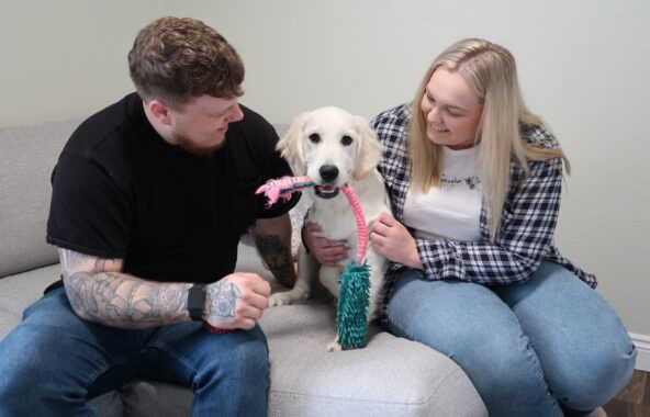 Image of Goose, a Golden Retriever puppy sat on a sofa in his forever home with his adopters.