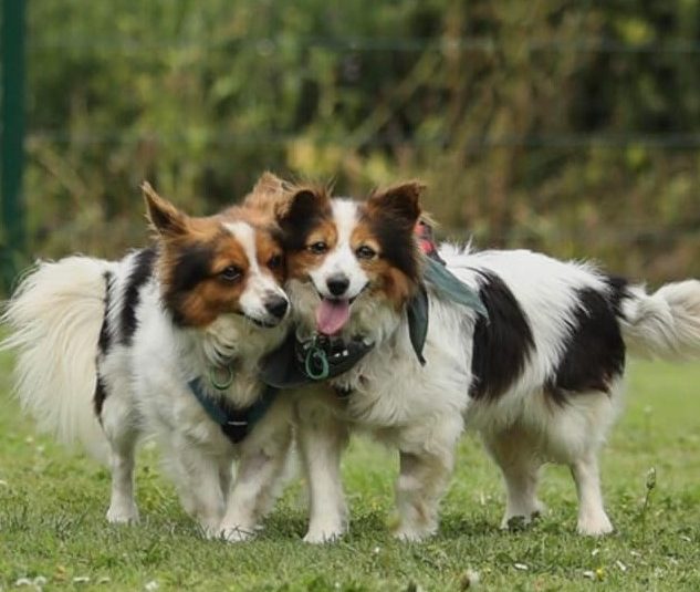 Two Jerry green Dog Rescue dogs in a field