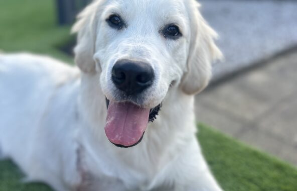 Goose the Golden Retriever laying in the garden with a happy face, with his amputation visible