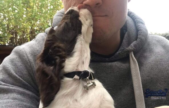 A brown and white sprocker spaniel looking up at her owner in his arms.