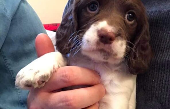 A sprocker spaniel puppy being held in owners arms