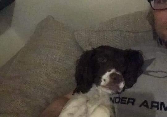 Luna, a sprocker spaniel, sleeping in the arms of her owner
